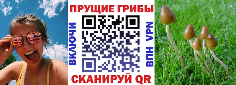 Купить закладки  Сковородино  Псилоцибиновые грибы Magic Shrooms 